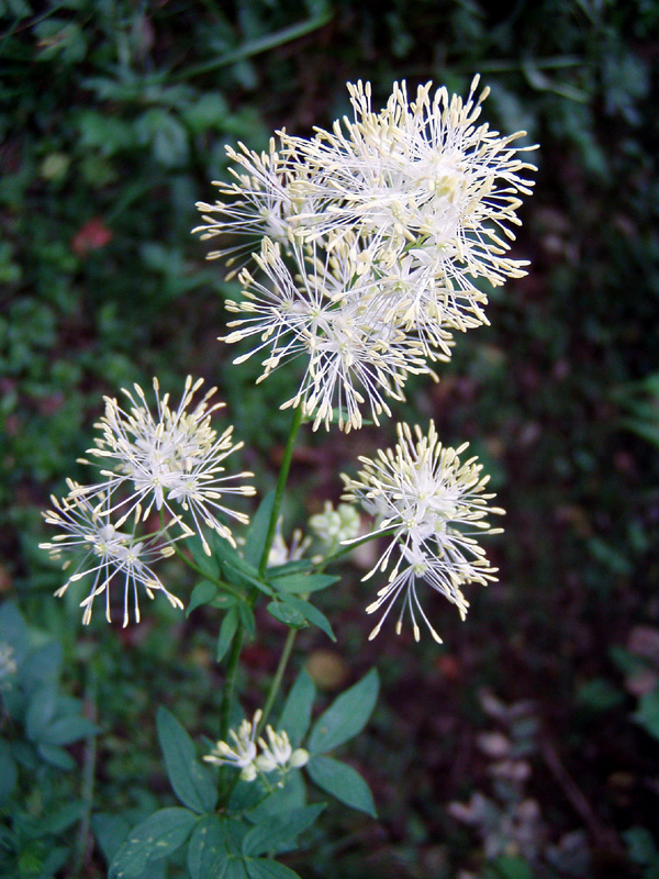 Thalictrum exaltatum Gaudin - Pigamo maggiore